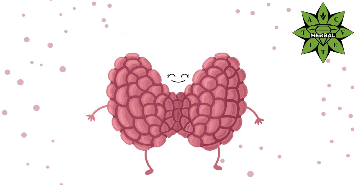 Щитовидна Жлеза - Симптоми, Проблеми, Хормони - Cvetita Herbal