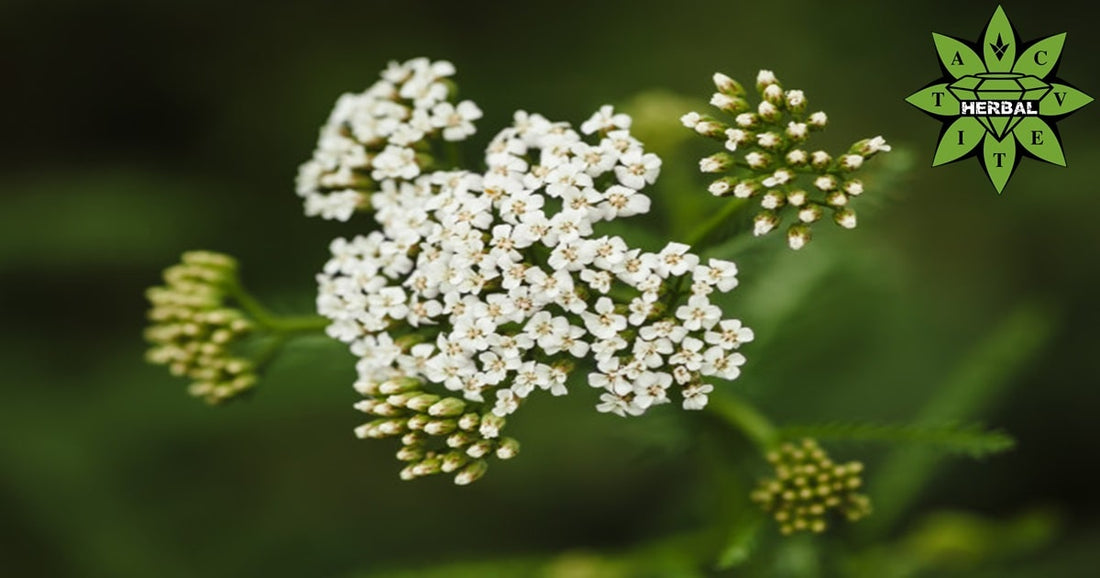 Бял Равнец - Ползи и Лечебни Свойства - Cvetita Herbal