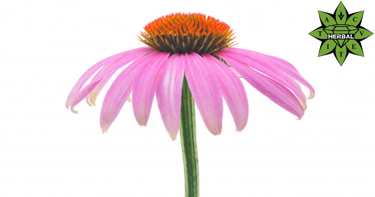 Билката Ехинацея - Ползи и Лечебни Свойства - Cvetita Herbal