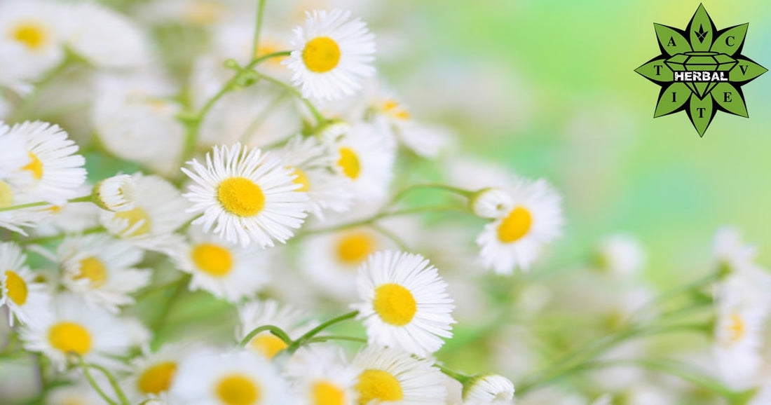 Билката Лайка - Ползи и Лечебни Свойства - Cvetita Herbal