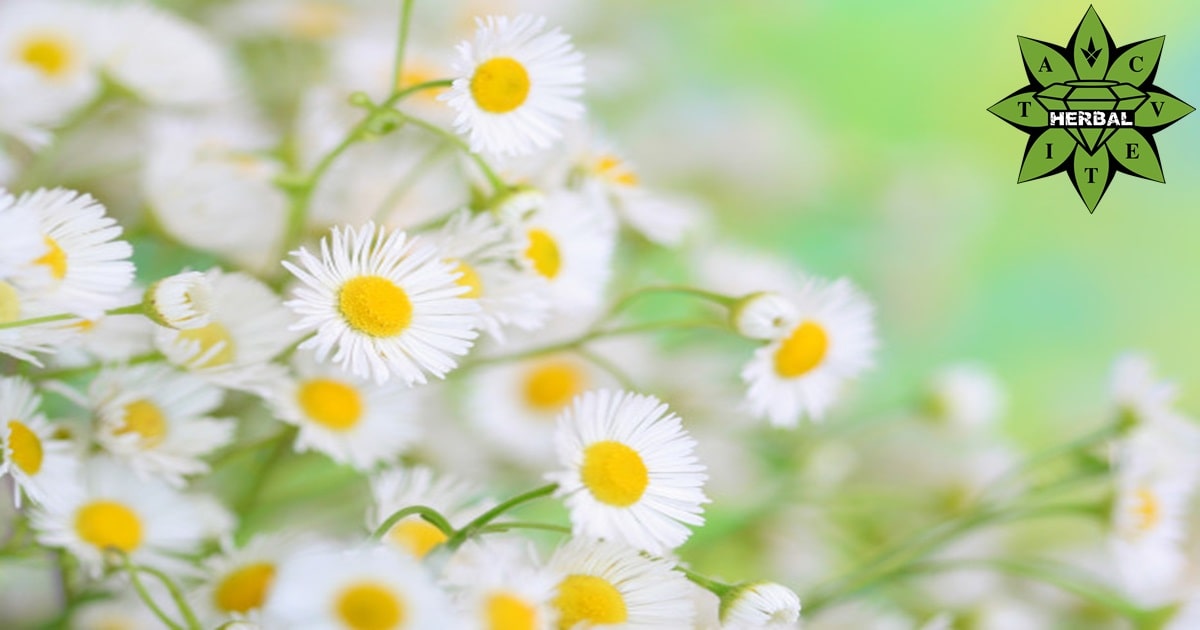 Билката Лайка - Ползи и Лечебни Свойства - Cvetita Herbal