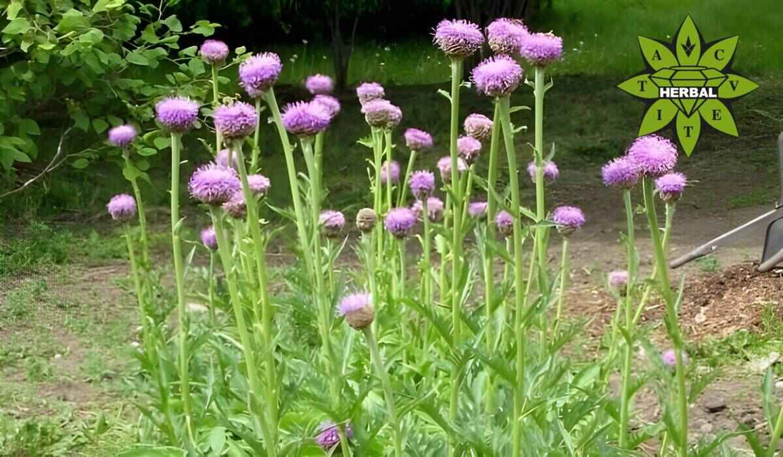 Левзея (Моралов Корен) - Ползи и Свойства - Cvetita Herbal