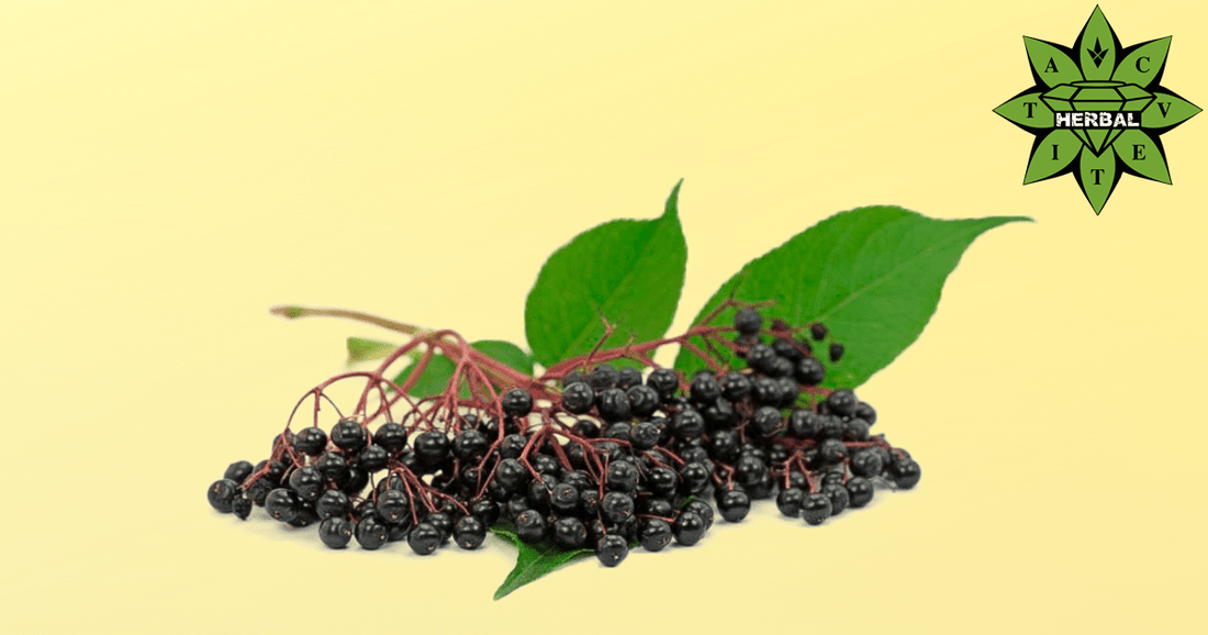 Черен Бъз - Ползи и Лечебни Свойства - Cvetita Herbal