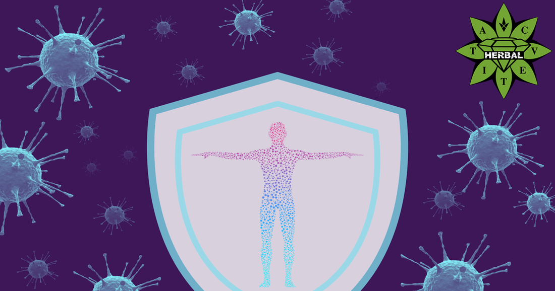 Имунологична Памет - Какво Трябва да Знаем? - Cvetita Herbal