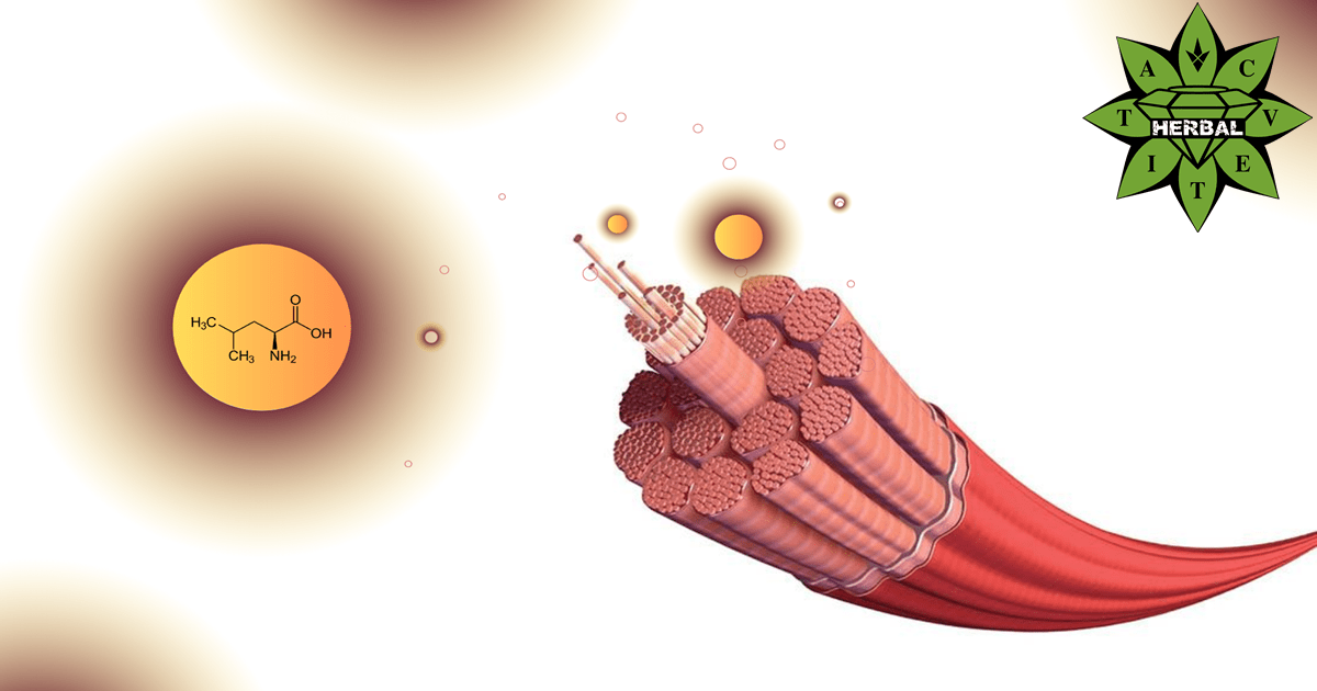 Левцин (Л-Левцин, Леуцин) - Ползи и Лечебни Свойства - Cvetita Herbal