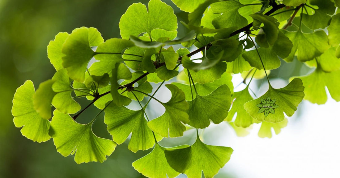Гинко Билоба (Ginkgo) - Ползи и Лечебни Свойства - Cvetita Herbal