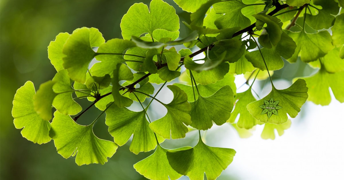 Гинко Билоба (Ginkgo) - Ползи и Лечебни Свойства - Cvetita Herbal