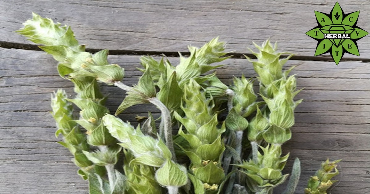 Мурсалски Чай - Ползи и Полезни Свойства - Cvetita Herbal