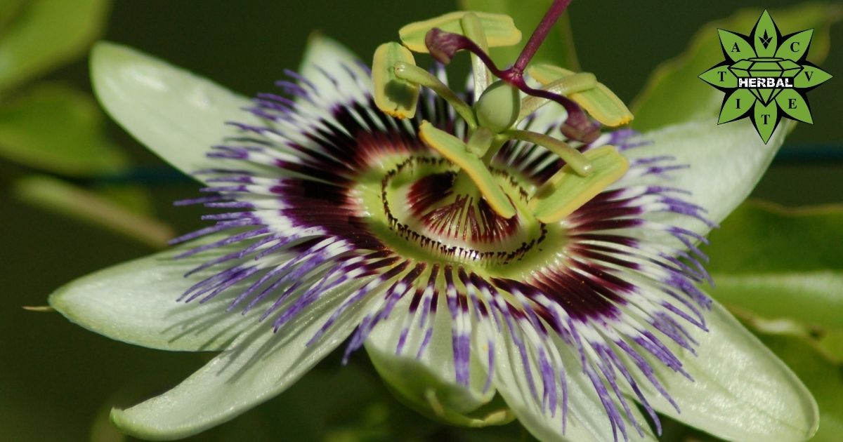Пасифлора - Ползи и Лечебни Свойства - Cvetita Herbal