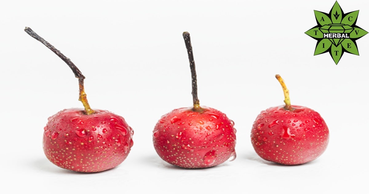 Глог (Бял, Червен, Глогинки) - Ползи “Билката за Сърце“? - Cvetita Herbal