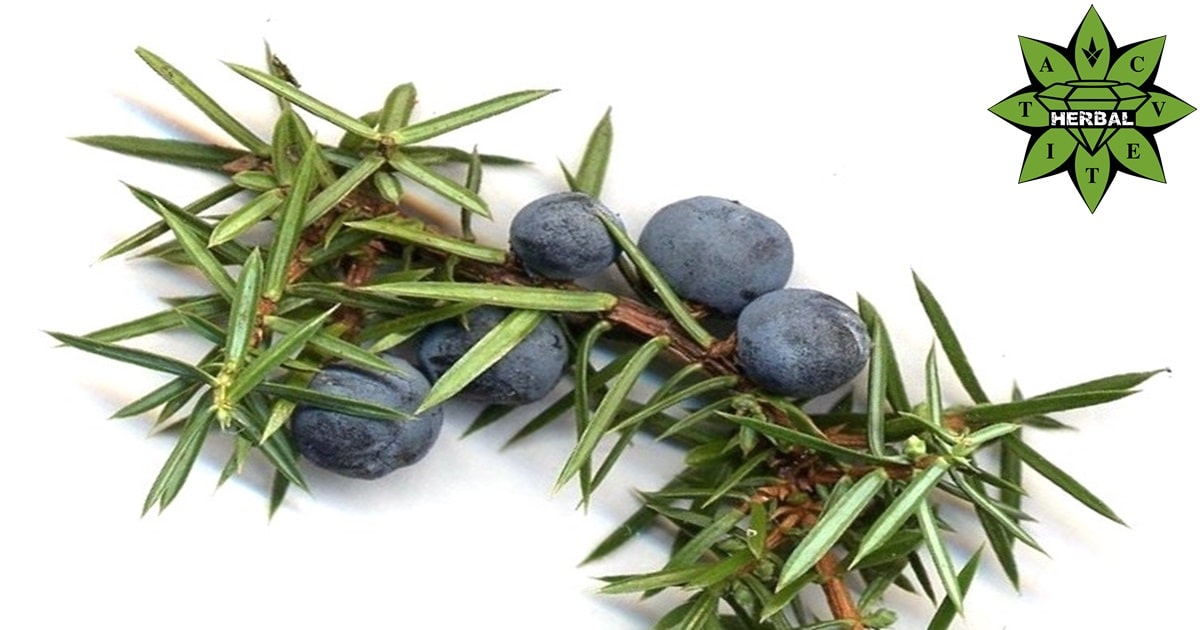 Плод Планинска Хвойна Ползи - Cvetita Herbal