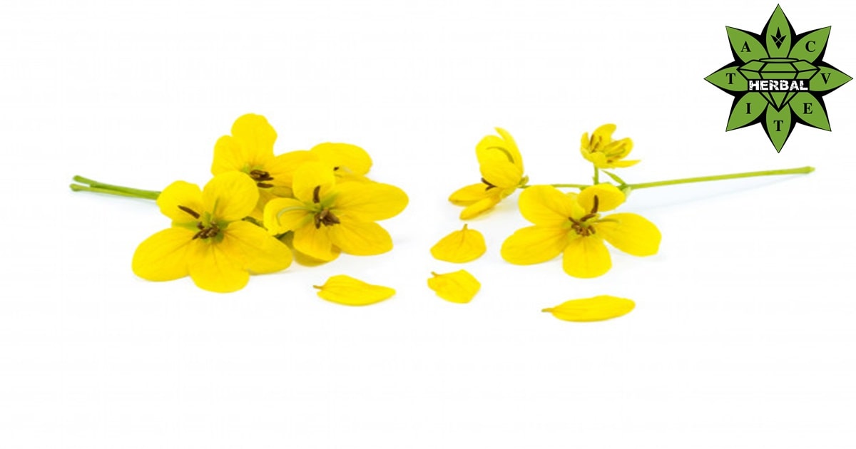 Растението Билка Сена (Майчин Лист, Касия) - Cvetita Herbal