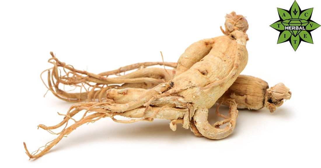 Сибирски Женшен (Eleutherococcus Senticosus, Елеутеро) - Ползи и Лечебни Свойства