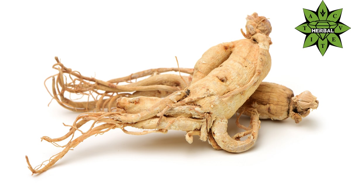 Сибирски Женшен (Eleutherococcus Senticosus, Елеутеро) - Ползи и Лечебни Свойства