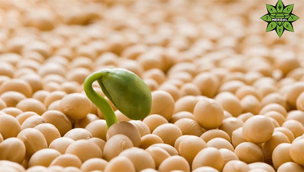 Соев Протеин - ПОЛЗИ и ВРЕДИ? Вреден или Полезен?