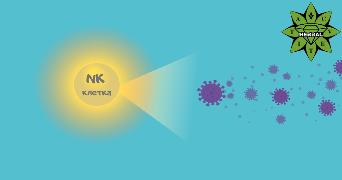 Вроден Имунтет - Свойства, Механизми, Функции - Cvetita Herbal