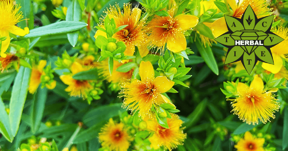 Жълт Кантарион - Ползи и Лечебни Свойства - Cvetita Herbal