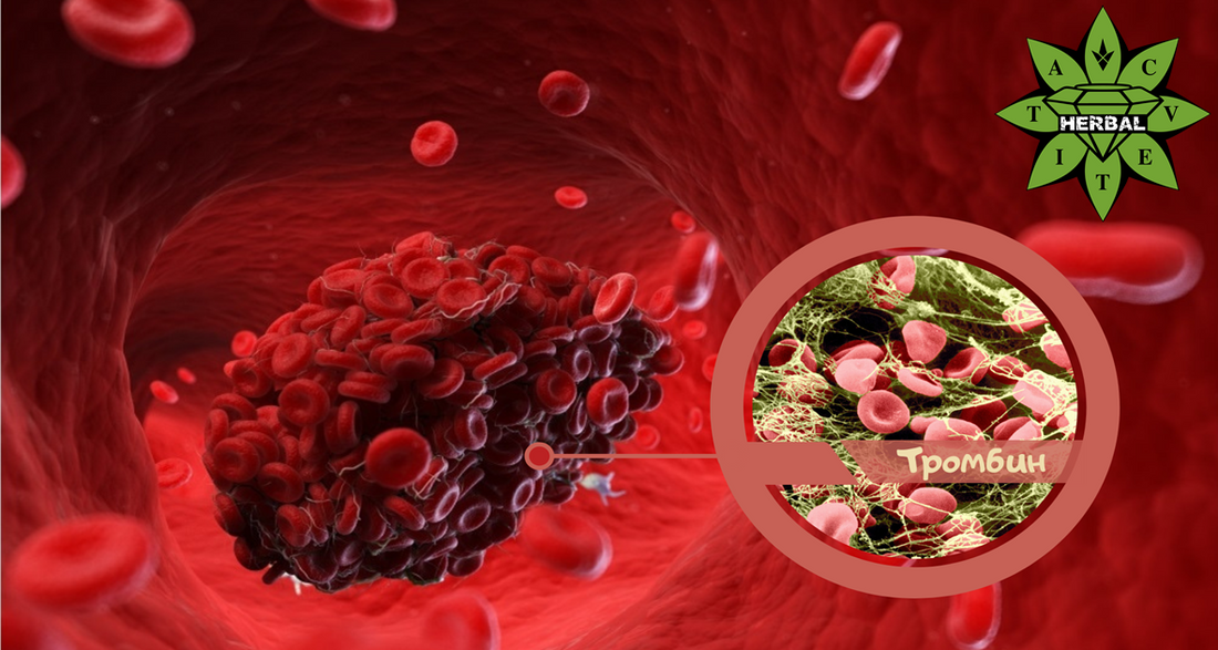 Видове Белтъци (Протеини) в Човешкото Тяло - Cvetita Herbal