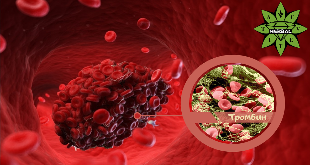 Видове Белтъци (Протеини) в Човешкото Тяло - Cvetita Herbal