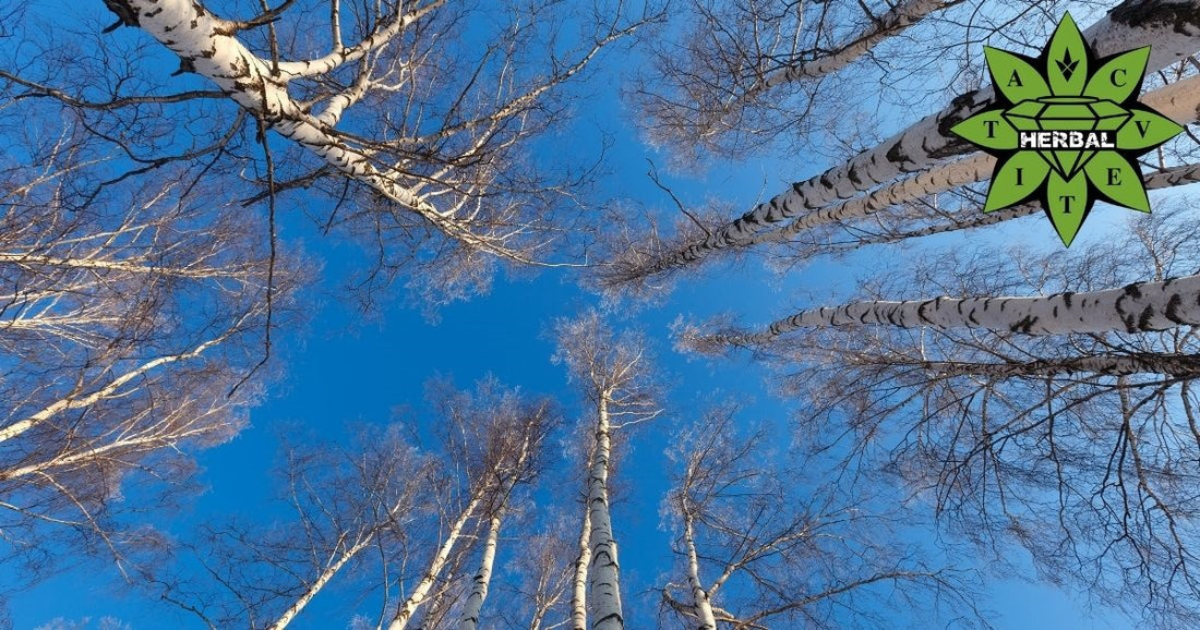 Бялата Бреза (Сребърна Бреза, Метлика, Чупла) - Мнения, Ползи и Свойства