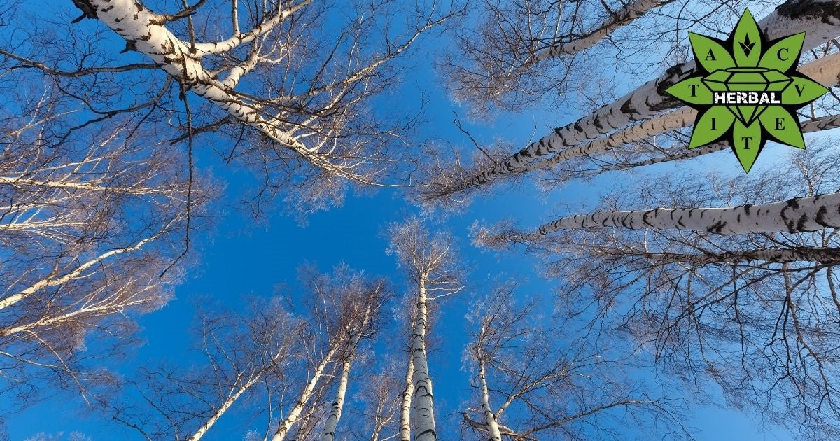 Бялата Бреза (Сребърна Бреза, Метлика, Чупла) - Мнения, Ползи и Свойства