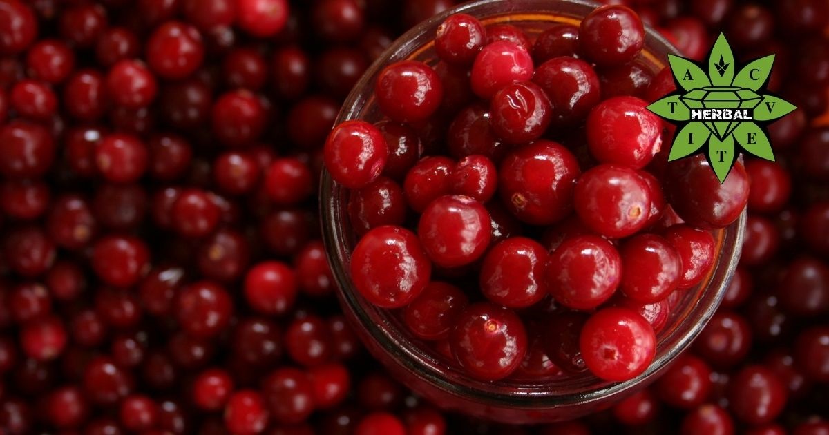 Червени Боровинки (Кокоз, Суница, Червена Брусница)- Ползи и Лечебни Свойства