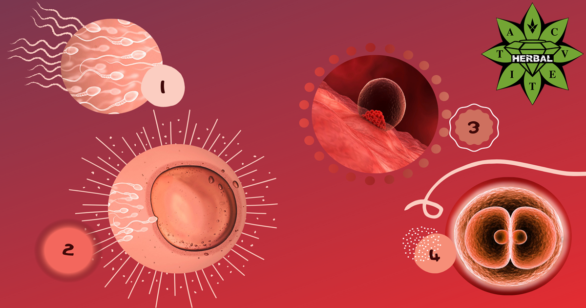Оплождане (Фертилизация) - Процес, Фази, Капацитация - Cvetita Herbal