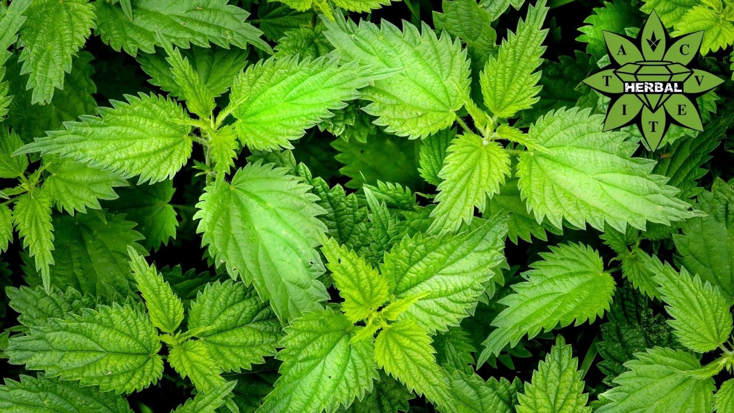 Коприва и Ползи - За какво Помага? - Cvetita Herbal