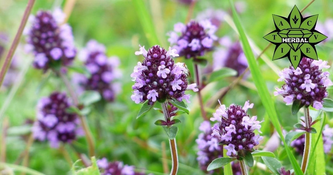 Мащерка (Бабина Душица, Дива Мерудия) - Ползи и Лечебни Свойства - Cvetita Herbal