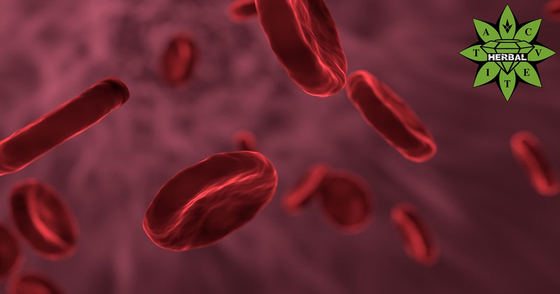 Тромбофилия и Бременност – Какво Трябва да Знаем? - Cvetita Herbal