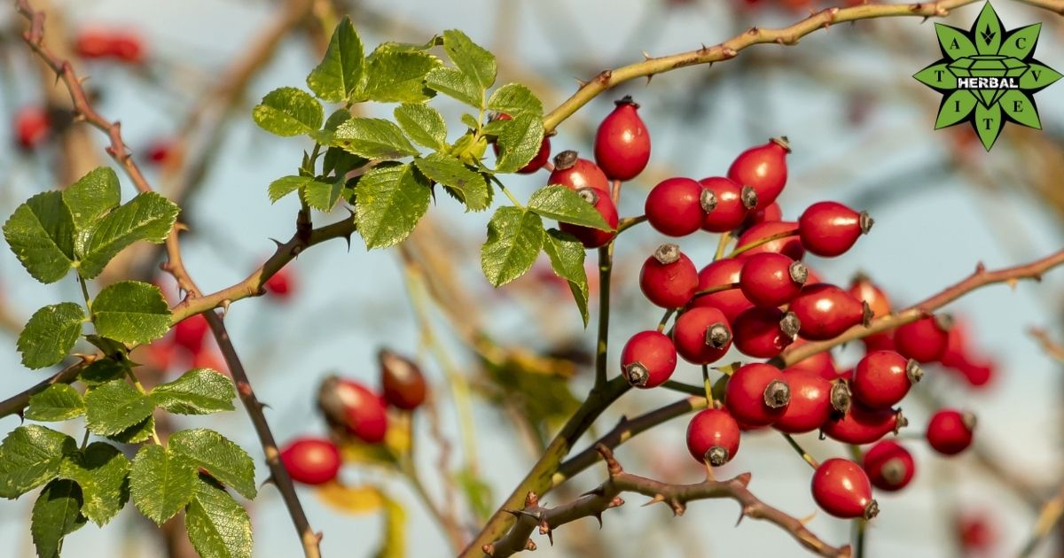 Шипково Брашно - Ползи и Лечебни Свойства - Cvetita Herbal