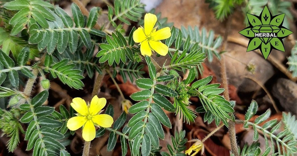 Трибулус Терестрис (Бабини Зъби) - Ползи и Лечебни Свойства - Cvetita Herbal