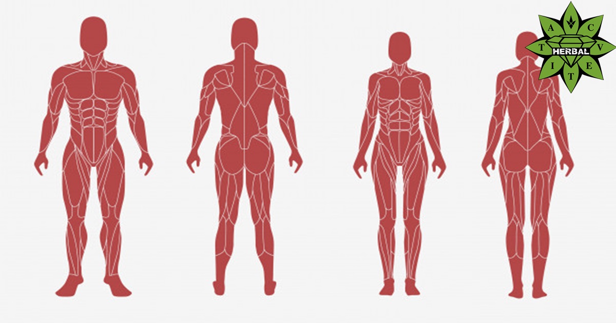 male female body anatomic muscular illustration 113807 416